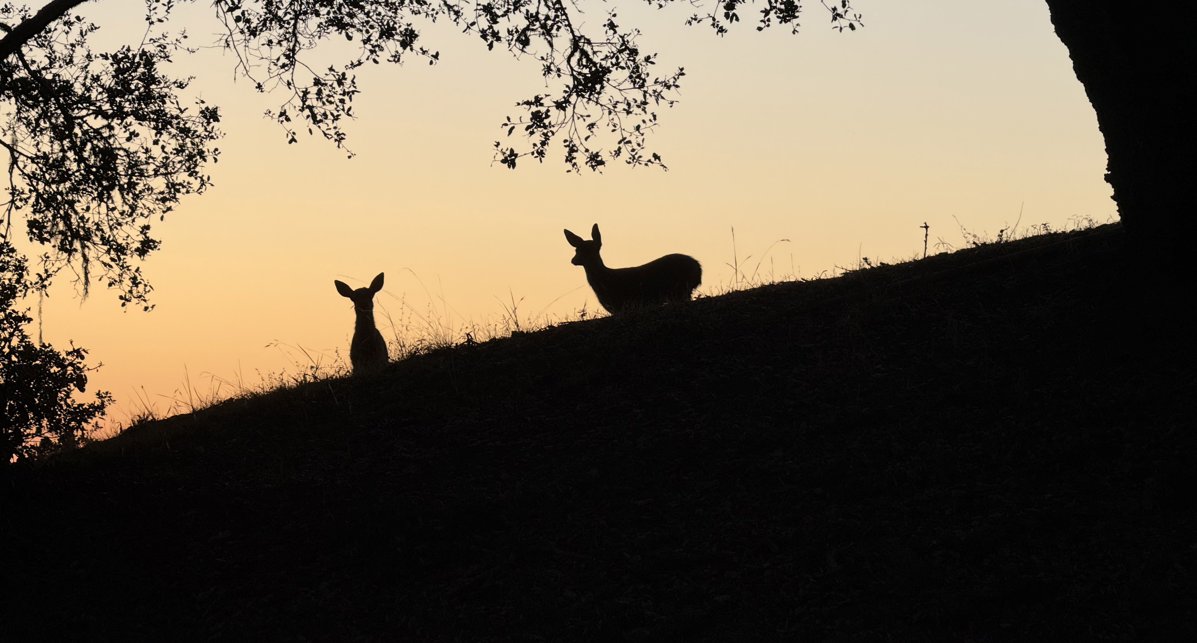 Deer silhouetted against a warm evening sky